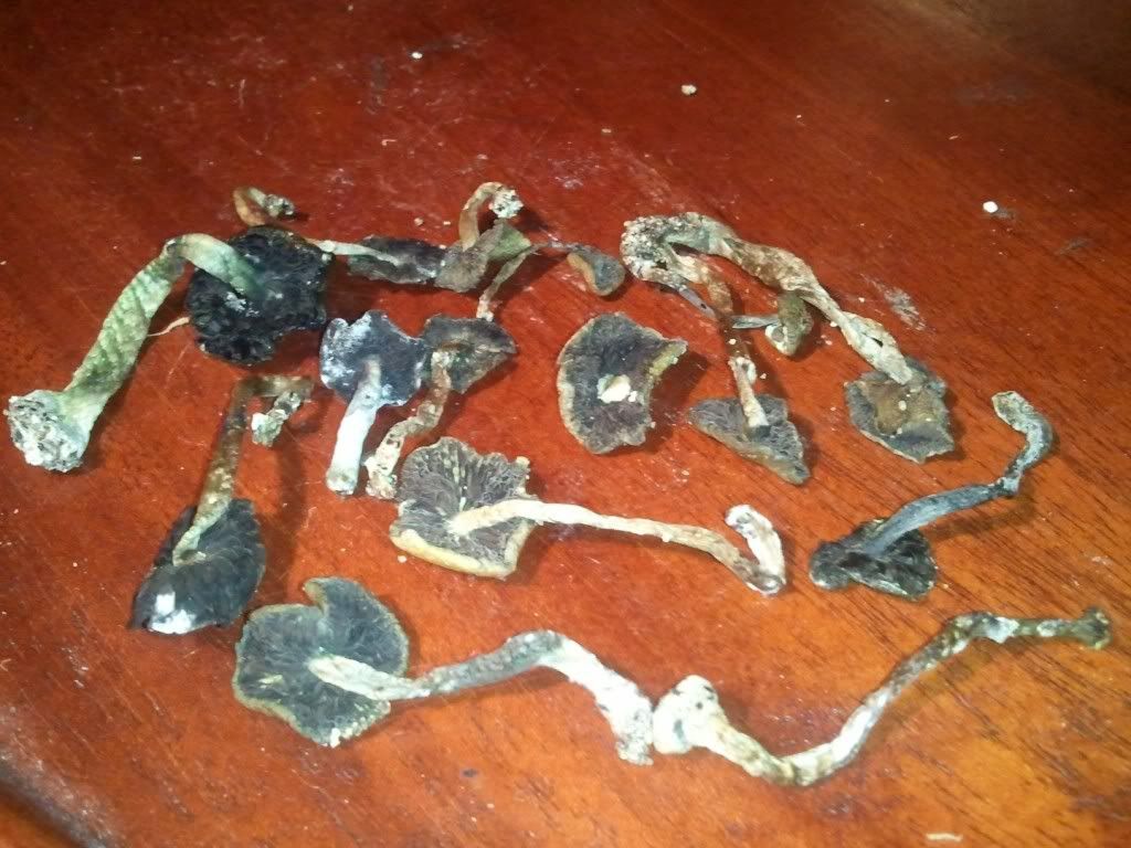 Dried Mushrooms turned black! Pics! Help! Mushroom Cultivation