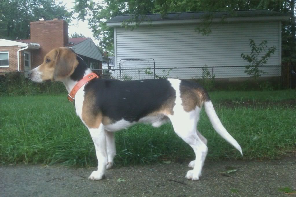 beagle running speed