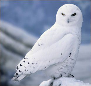 owl photo: Burung Hantu Salju, Snow Owl 74118_174924255853832_5289643_n.jpg