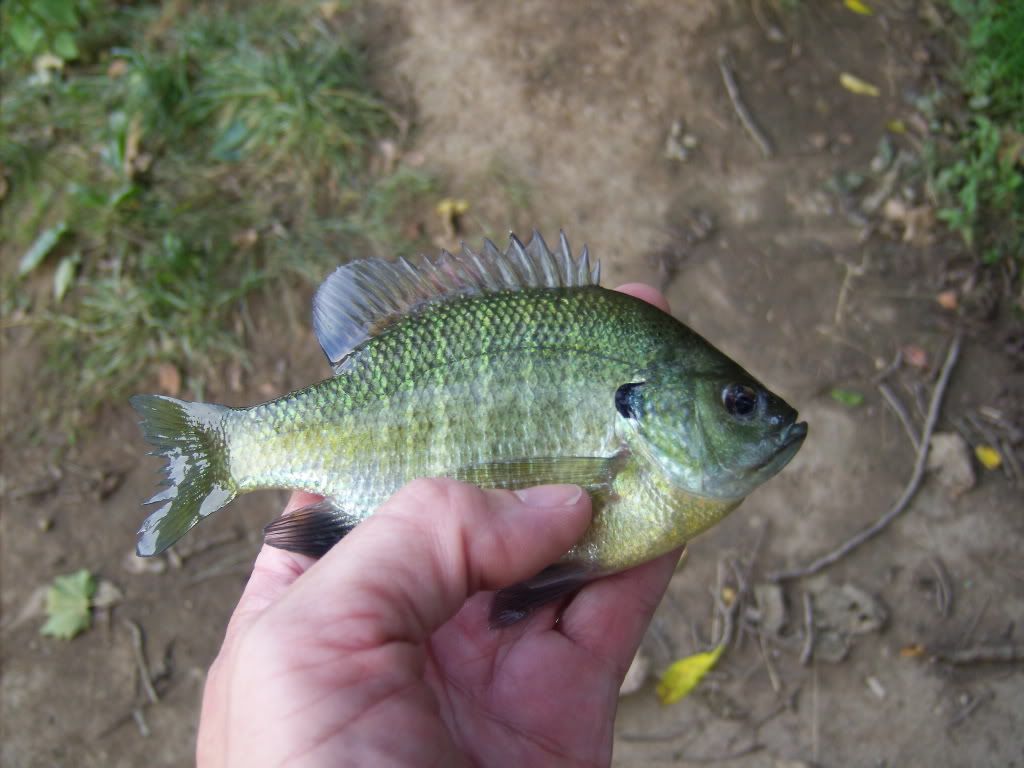 GreenSunfish.jpg