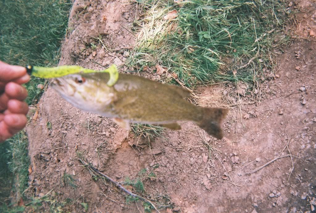 SmallmouthBassMauryRiver.jpg