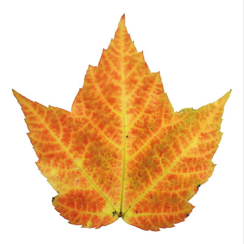 Autumn Leaf