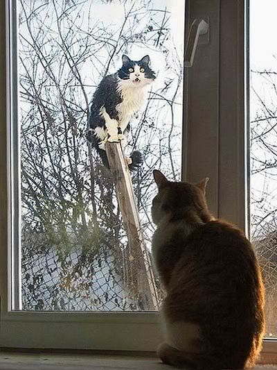 Cat Sees Other Cat Through Window