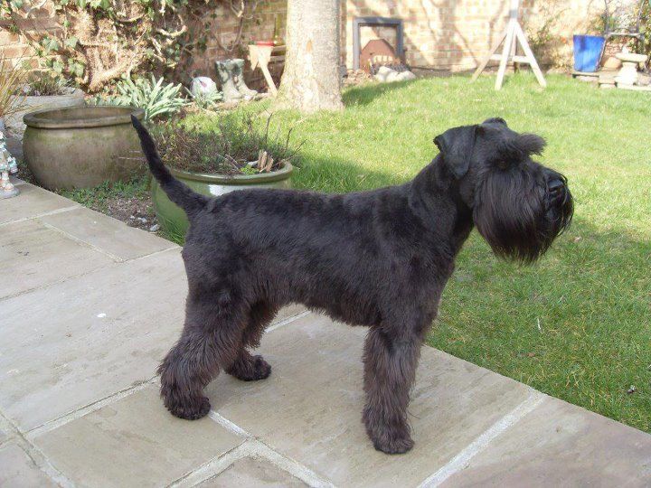 schnauzer with long tail