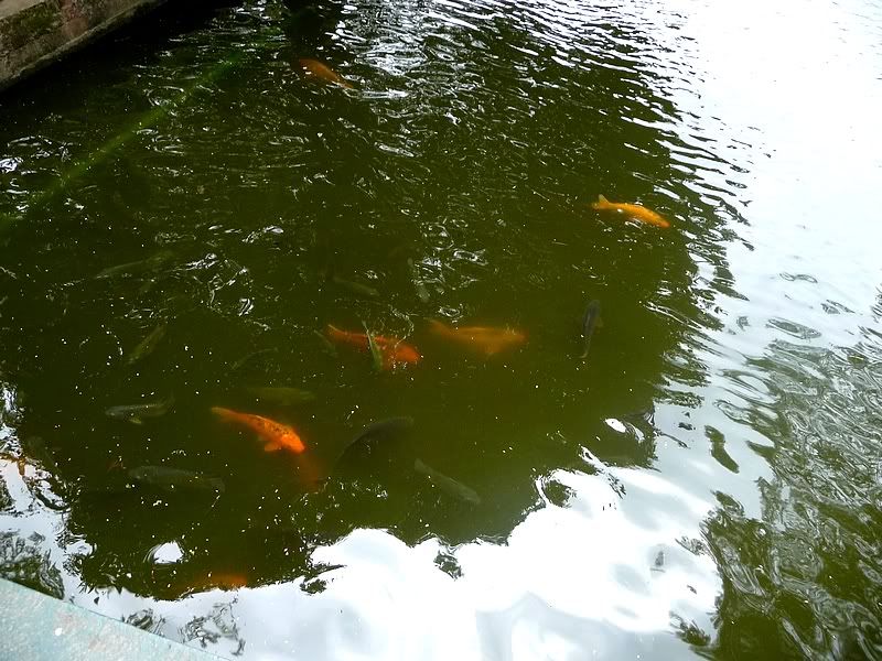 P1080607.jpg picture by trankathykd