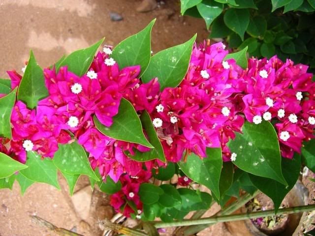 Bougainvillea20spectabilis20flowers.jpg