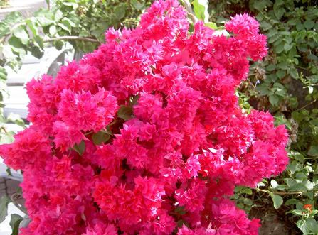 Bougainvillea_spectabilis2.jpg