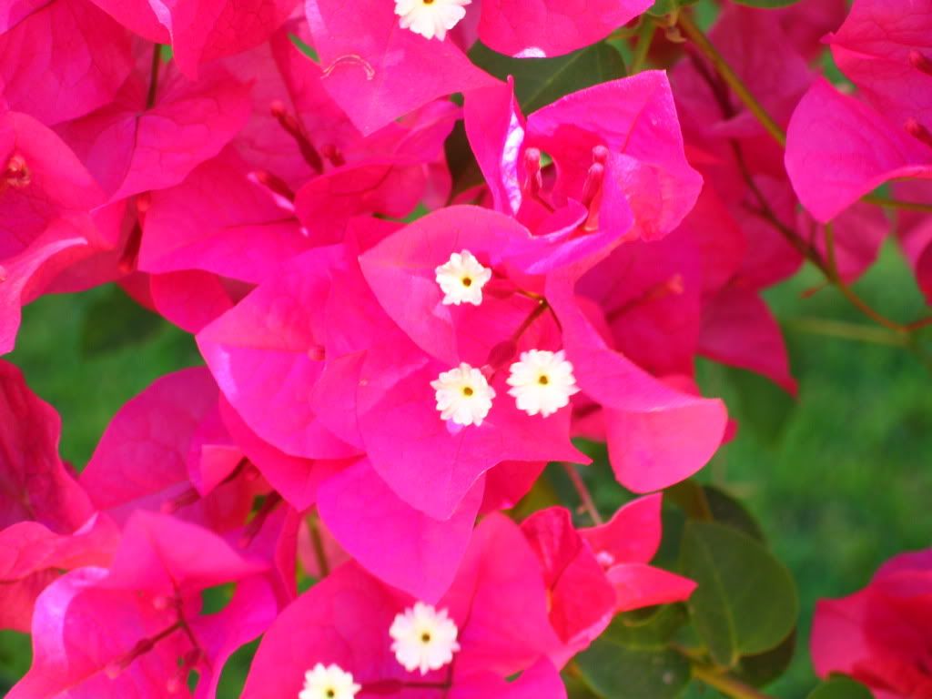 Bougainvillea_spectabilis_Spain.jpg