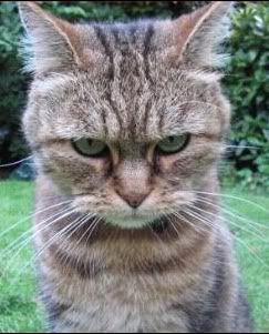 angry cat photo: angry cat angrycat.jpg