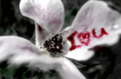 Love always dream forever Pictures, Images and Photos