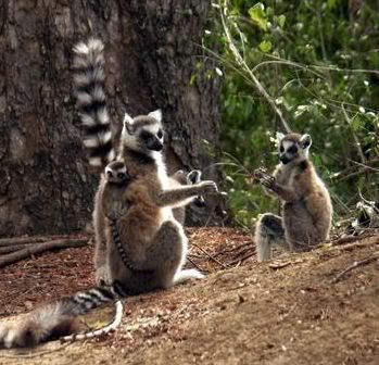 Madagascar The Place