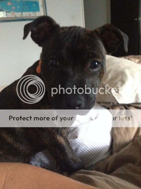 Photos of Jet - 4 months old - hope this works! Big LOVE! Image5_zps49e1cbee